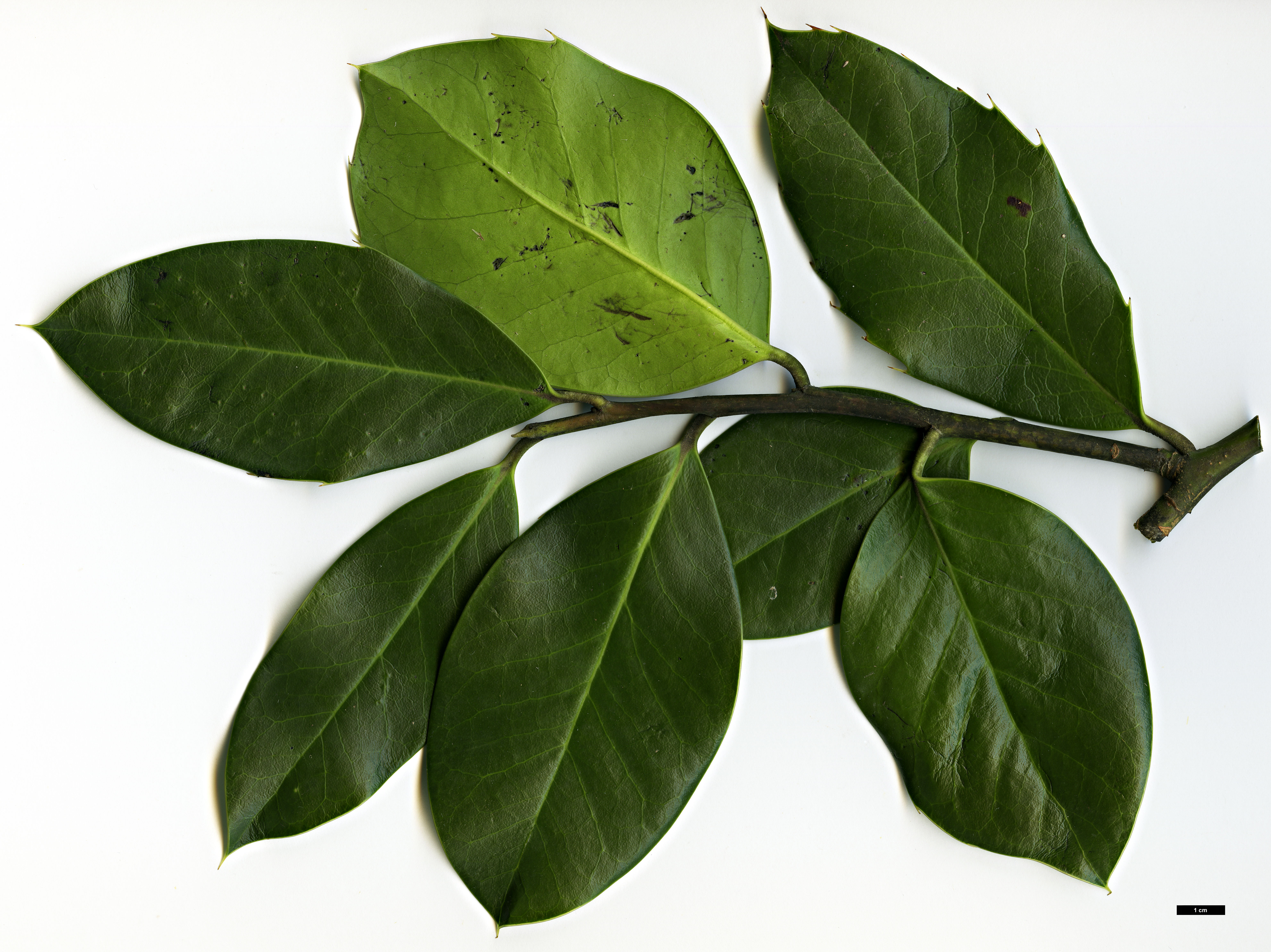 High resolution image: Family: Aquifoliaceae - Genus: Ilex - Taxon: perado - SpeciesSub: subsp. platyphylla